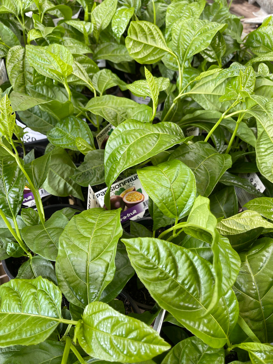 Passionfruit Norfolk Black - Sydney's Plant Market