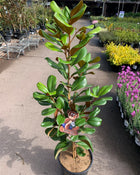 Magnolia Teddy Bear - Sydney's Plant Market