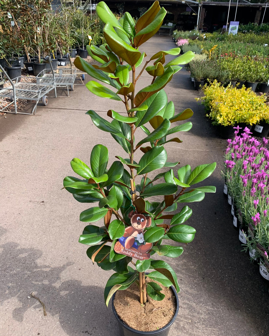 Magnolia Teddy Bear - Sydney's Plant Market