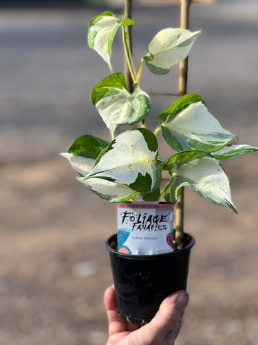 epipremnum aureum 'Pothos Manjula’ Sydney's Plant Market