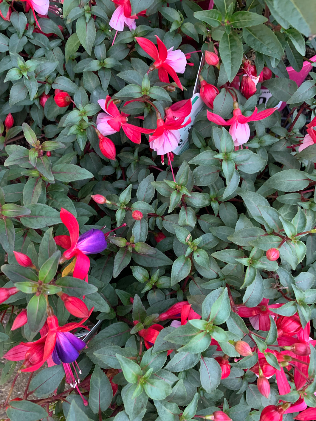 FUCHSIA - Sydney's Plant Market