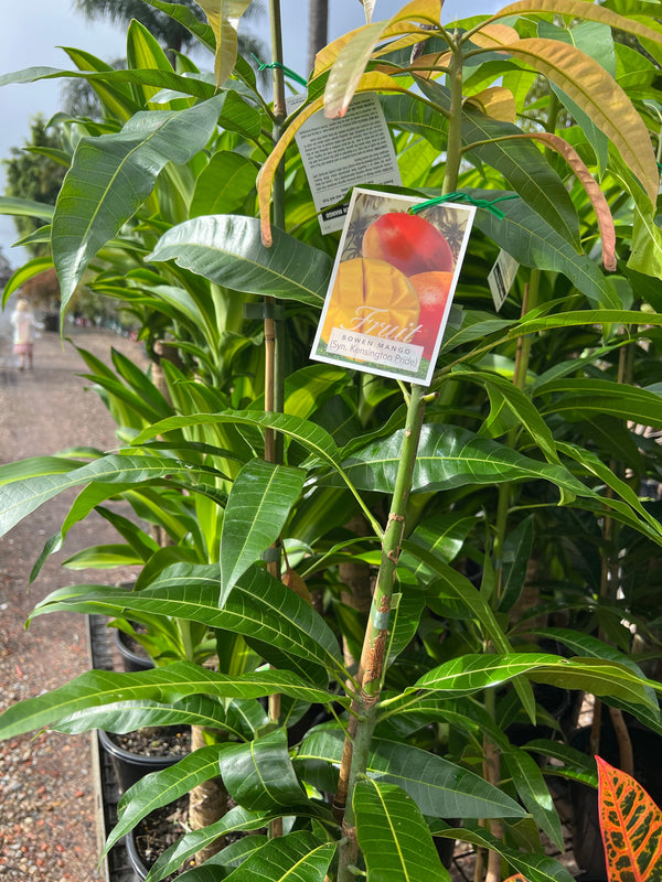 Mangifera Kensington Mango Sydney's Plant Market