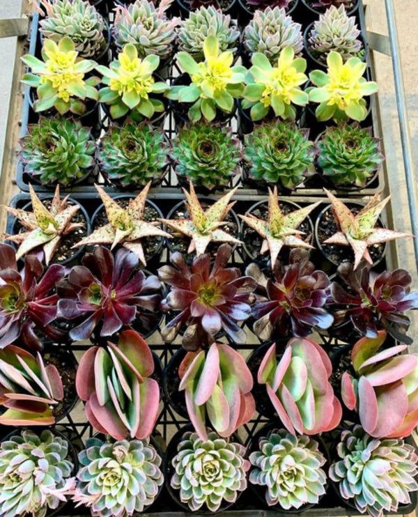 ASSORTED SUCCULENTS - 100MM - Sydney's Plant Market