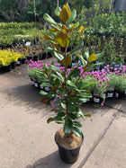 Magnolia Teddy Bear - Sydney's Plant Market