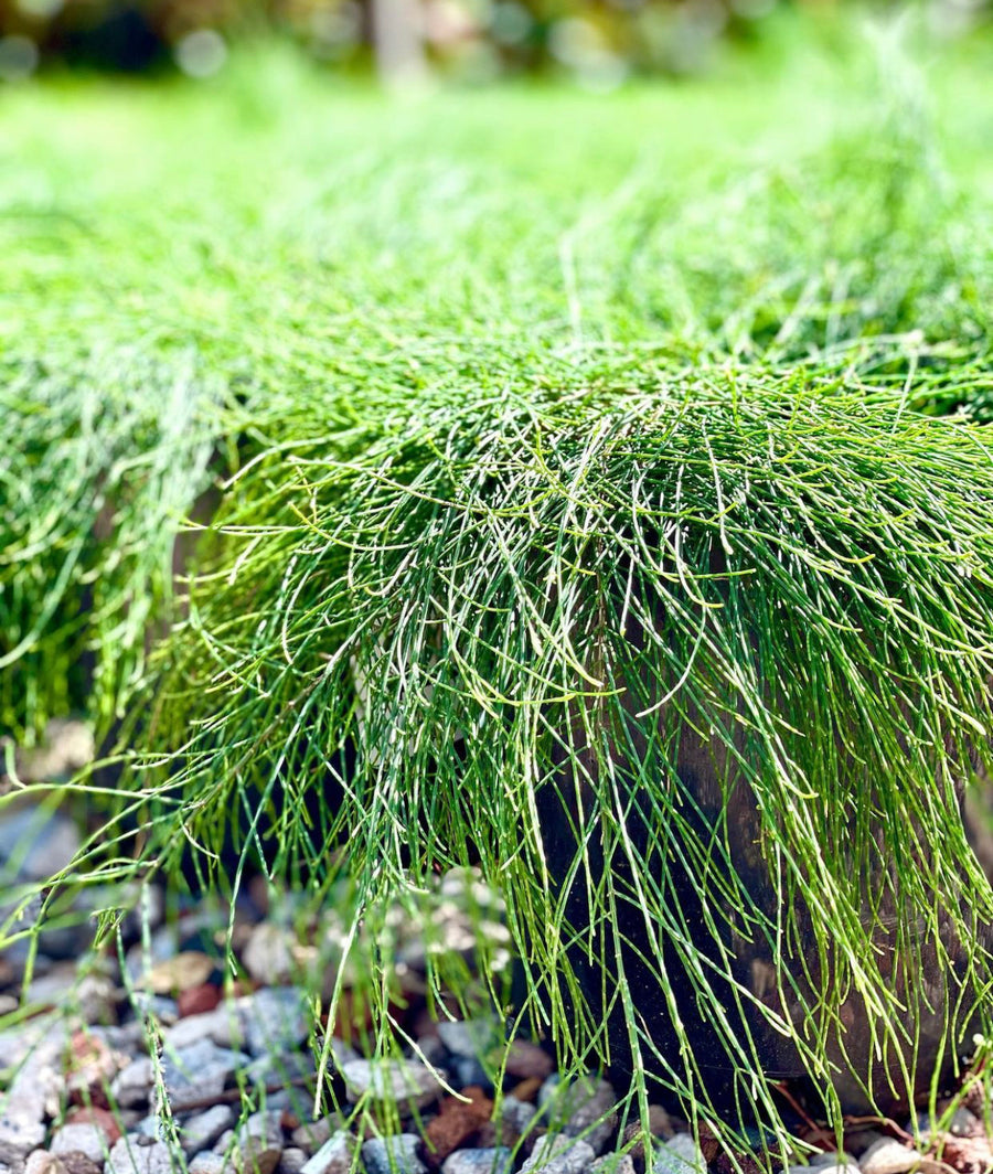CASUARINA GLAUCA - COUSIN IT - Sydney's Plant Market