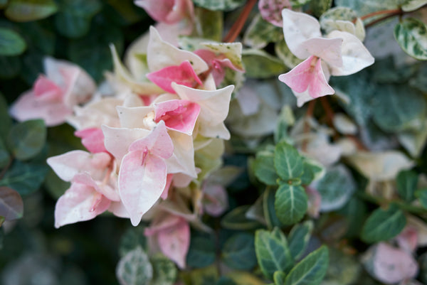 TRACHELOSPERMUM TRICOLOUR JASMINE - Sydney's Plant Market