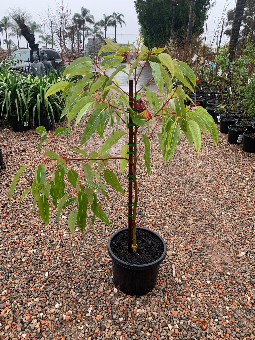 Dwarf Grafted Flowering Gum - Summer Red