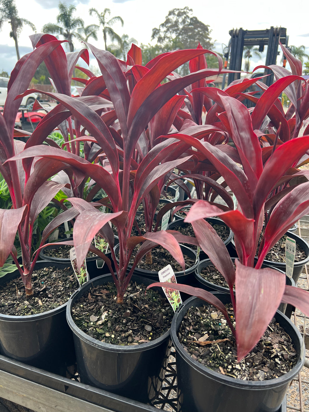 Cordyline Firestorm