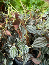 Load image into Gallery viewer, Peperomia turboensis Red Watermelon
