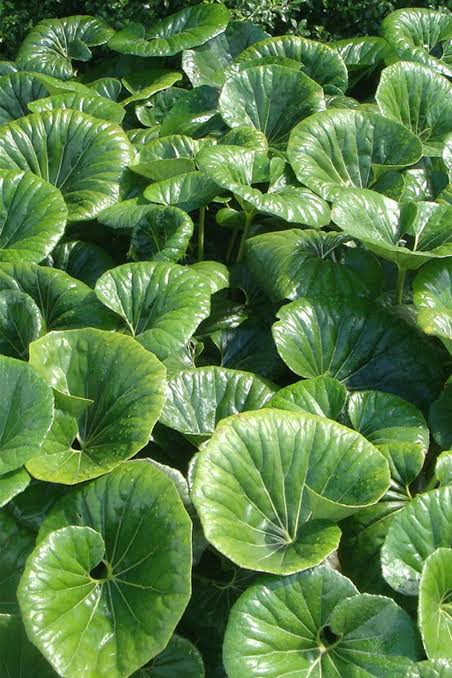 LIGULARIA DENTATA - 'TRACTOR SEAT' PLANT Sydney's Plant Market