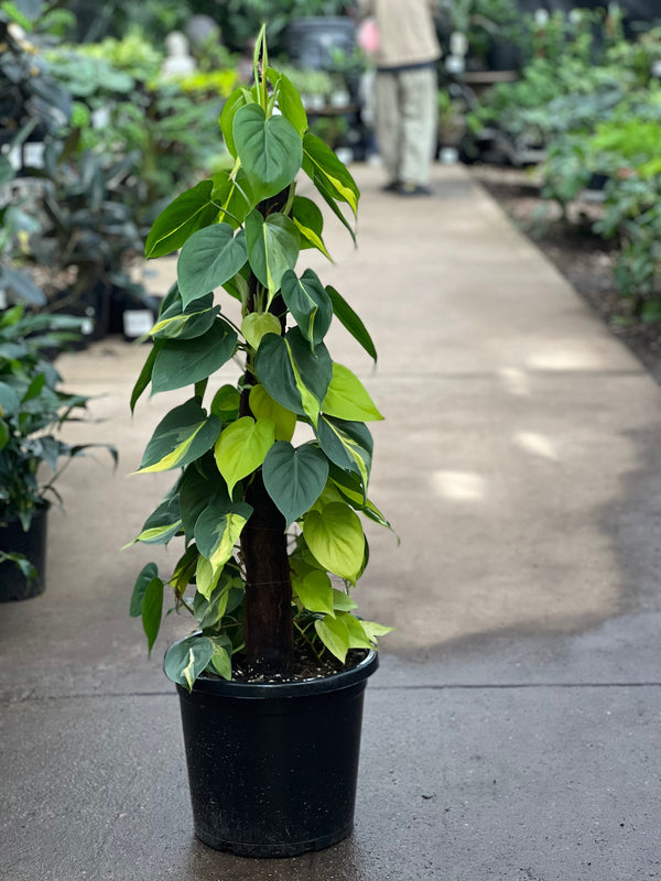 Philodendron Brazil Sydney's Plant Market
