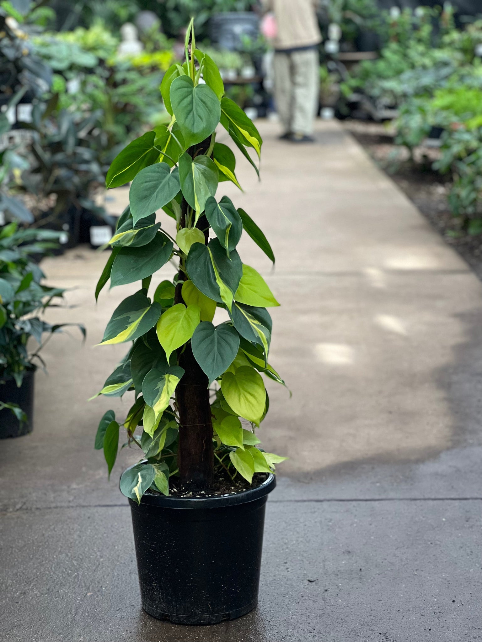 philodendron brasil totem PHILODENDRON BRAZIL – Sydney's Plant Market