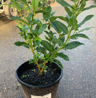 Viburnum Tinus - Sydney's Plant Market