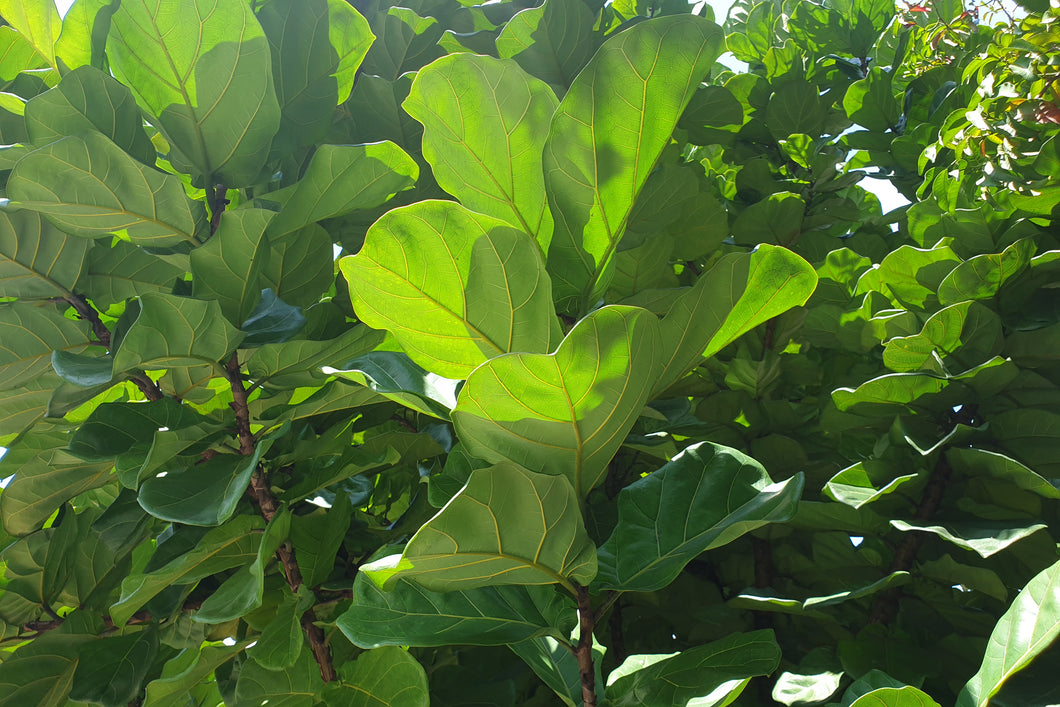 Ficus Lyrata - Fiddle Leaf Fig