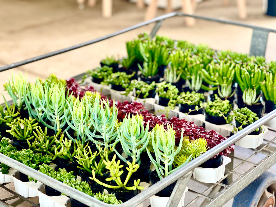 SUCCULENTS - SEASONAL ASSORTED VARIETIES - Sydney's Plant Market