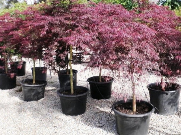 Acer Palmatum ‘Dissectum Ianaba Shidare Sydney's Plant Market