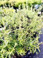 Westringia fruticosa - coastal rosemary - Sydney's Plant Market