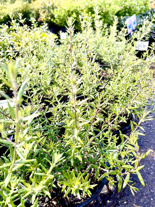 Westringia fruticosa - coastal rosemary - Sydney's Plant Market