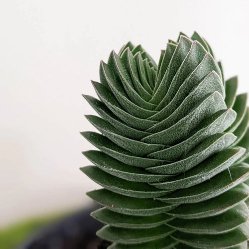 Crassula Buddhas Temple Sydney's Plant Market