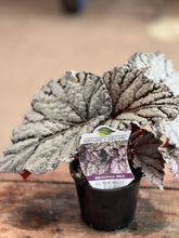 Load image into Gallery viewer, Begonia Rex - Silver White
