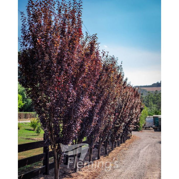 Prunus Cerasifera ‘Oakville Crimson Spire’ Sydney's Plant Market
