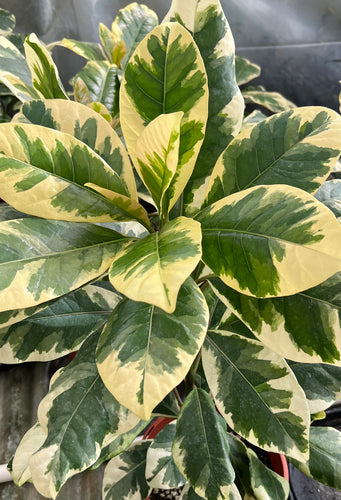 Pisonia Brunoniana Variegata Sydney's Plant Market