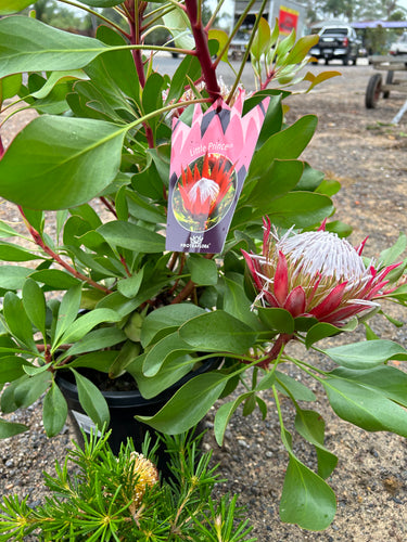 PROTEA CYNAROIDES 'LITTLE PRINCE' Sydney's Plant Market