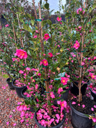 Camellia Sasanqua - Assorted - Sydney's Plant Market