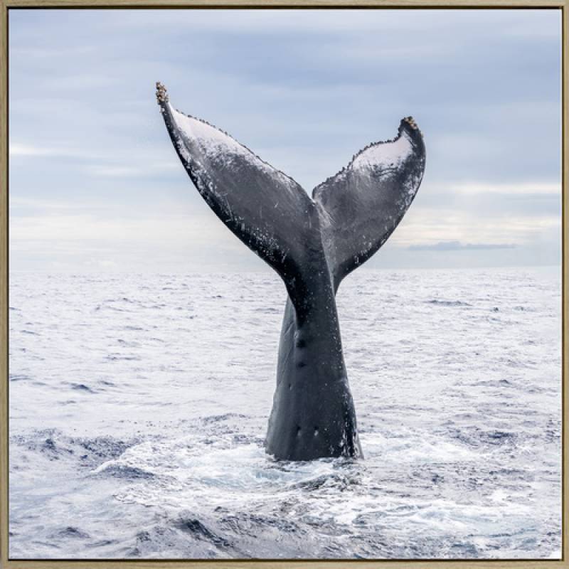 Whale Tail Framed Canvas