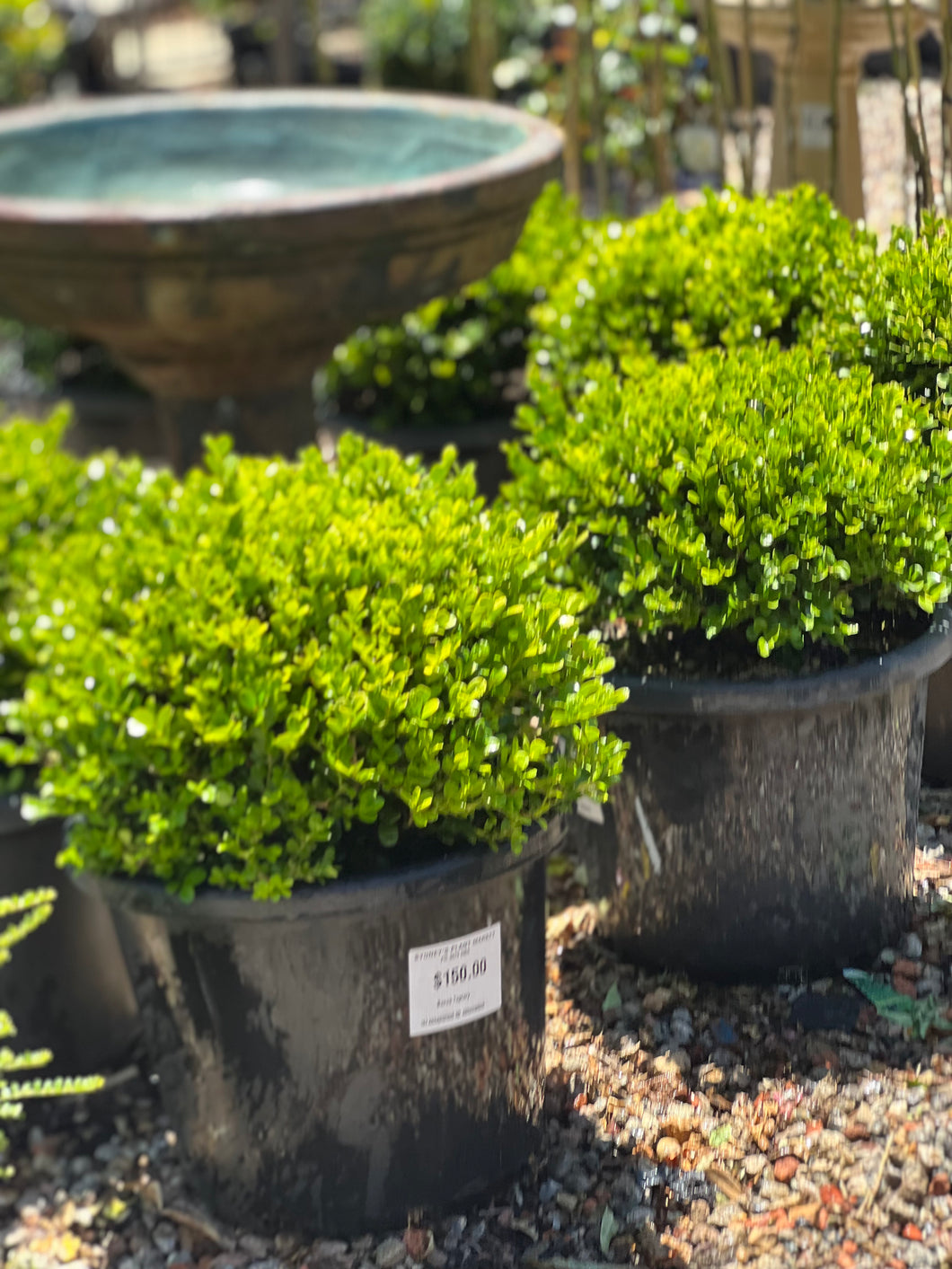 Japanese Buxus Topiary Ball