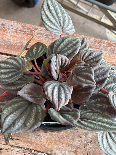 Peperomia Peppermill - Dusty Browny red Sydney's Plant Market