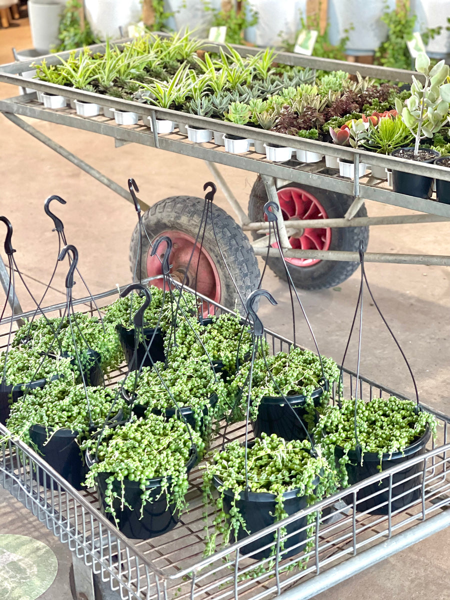 STRING OF PEARLS - HANGING BASKET