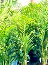 Load image into Gallery viewer, Dypsis lutescens areca palm - Golden Cane Palm
