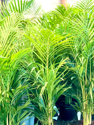 DYPSIS LUTESCENS ARECA PALM - GOLDEN CANE PALM - Sydney's Plant Market