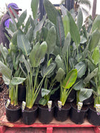 STRELITZIA REGINAE - BIRD OF PARADISE Sydney's Plant Market