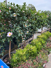 Load image into Gallery viewer, Standard topiary camellia sasanqua Edna Butler
