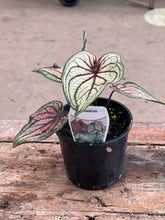 Load image into Gallery viewer, Caladium - Good Luck
