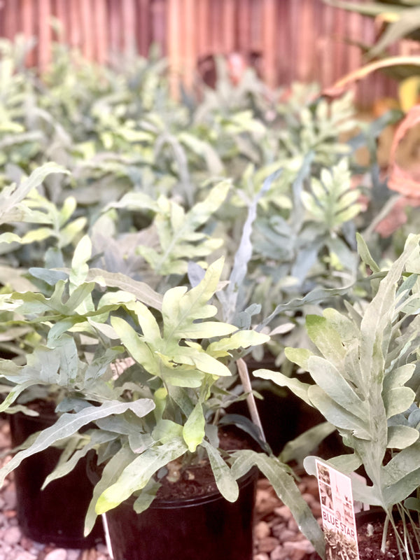PHLEBODIUM AUREUM 'BLUE STAR' FERN - Sydney's Plant Market