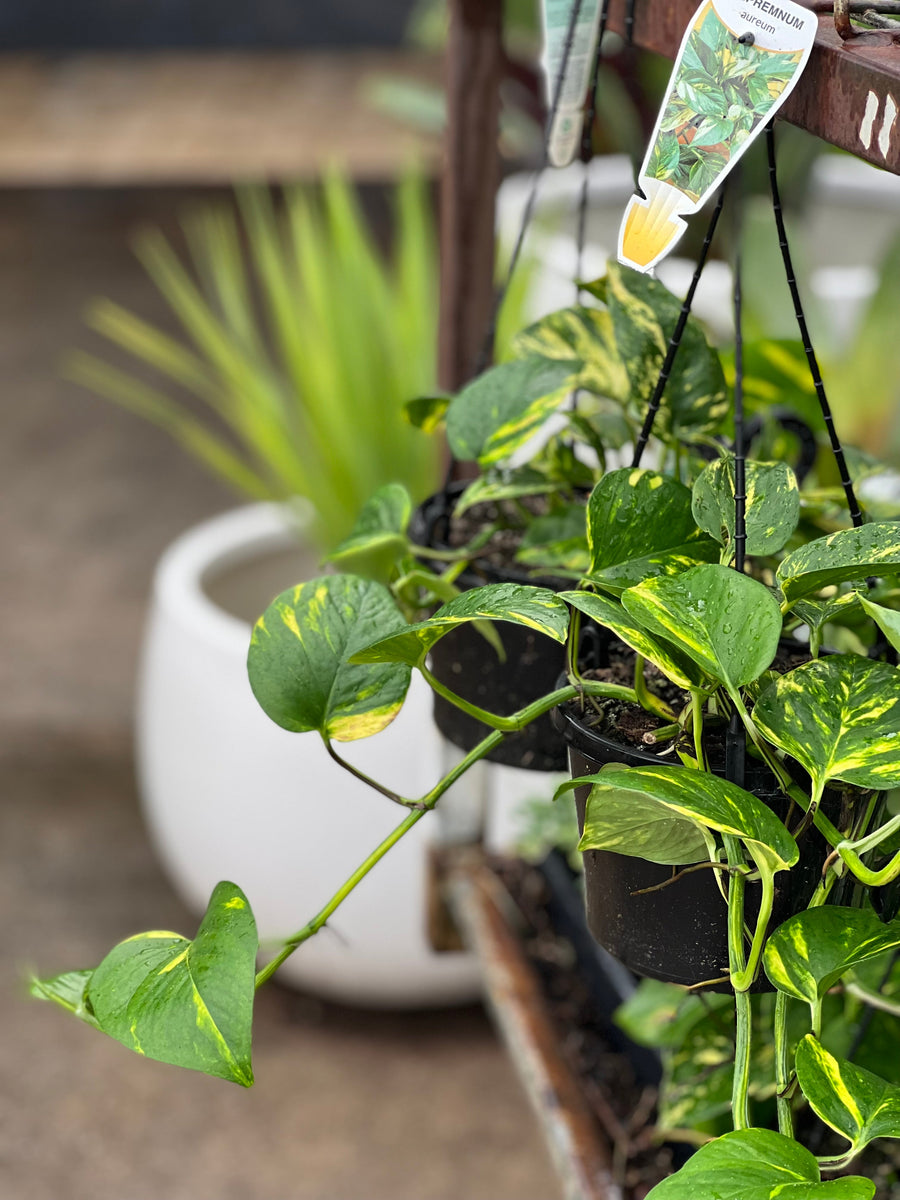 Epipremnum Aureum - Devils Ivy Sydney's Plant Market