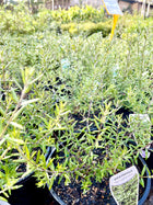 Westringia fruticosa - coastal rosemary - Sydney's Plant Market