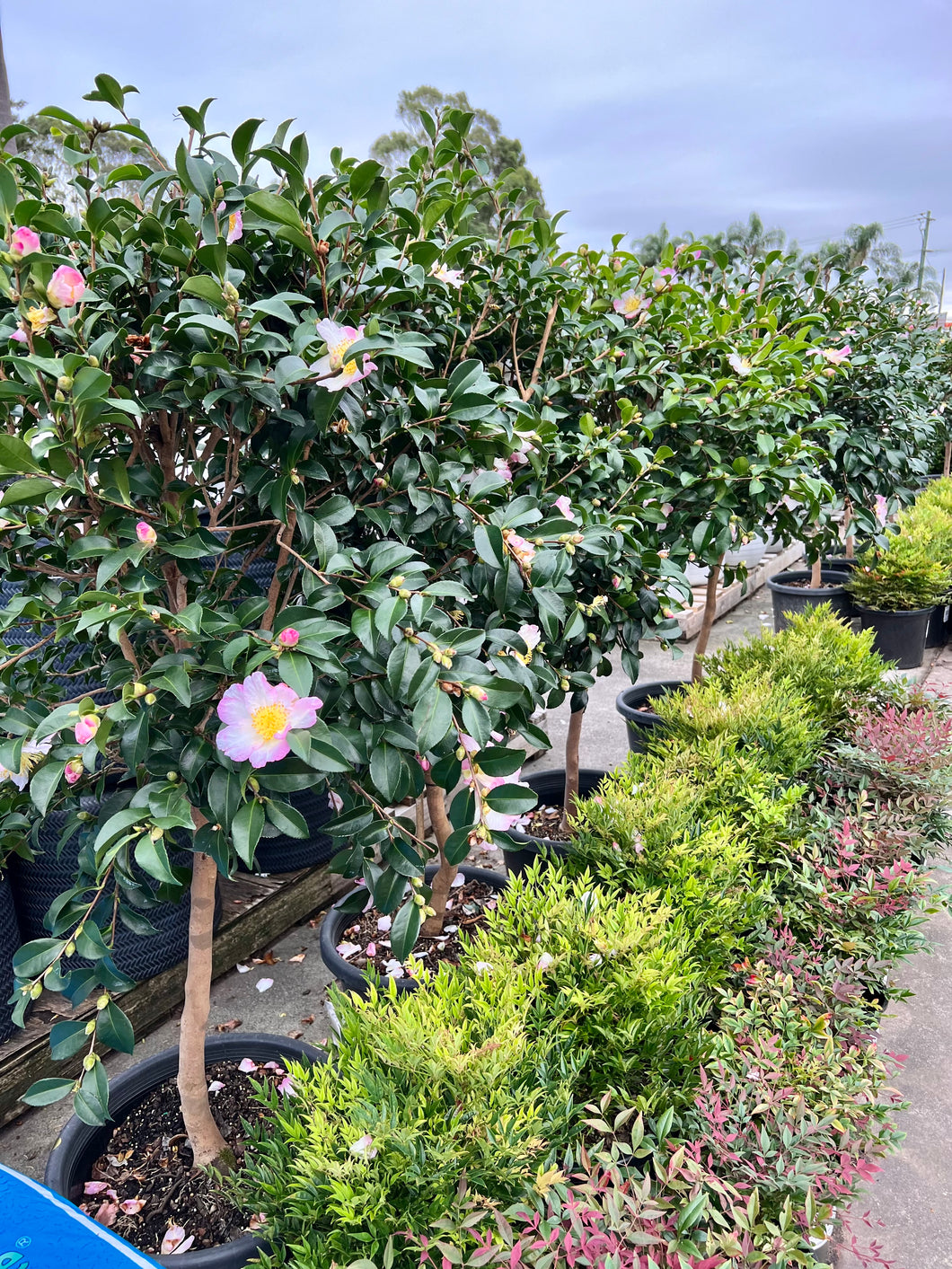 Standard topiary camellia sasanqua Edna Butler