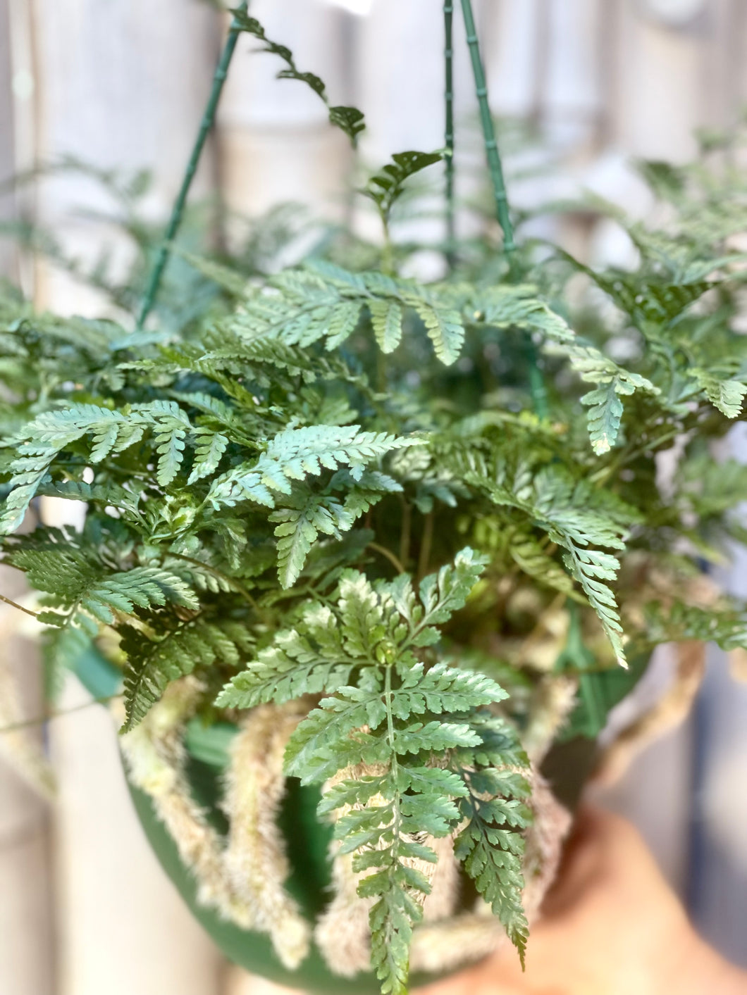 Davallia (Rabbits Foot Fern)