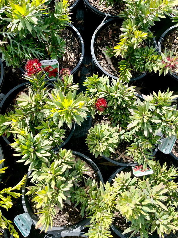 Callistemon - Little John - Sydney's Plant Market
