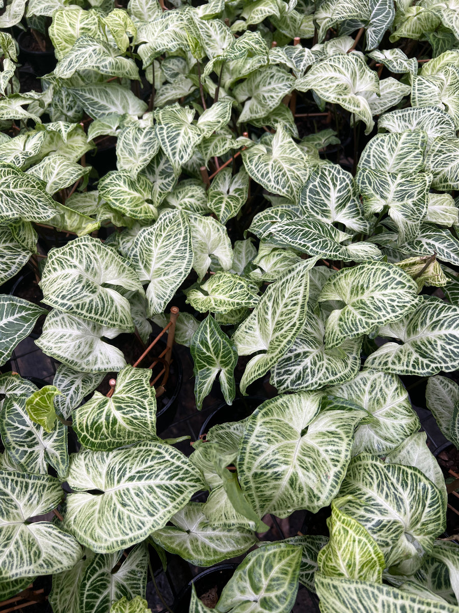 Syngonium White Butterfly Sydney's Plant Market