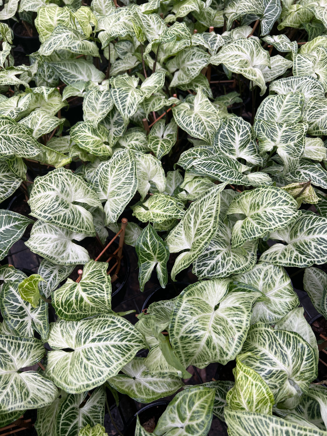 Syngonium White Butterfly