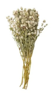 Dried Globe Flowers white