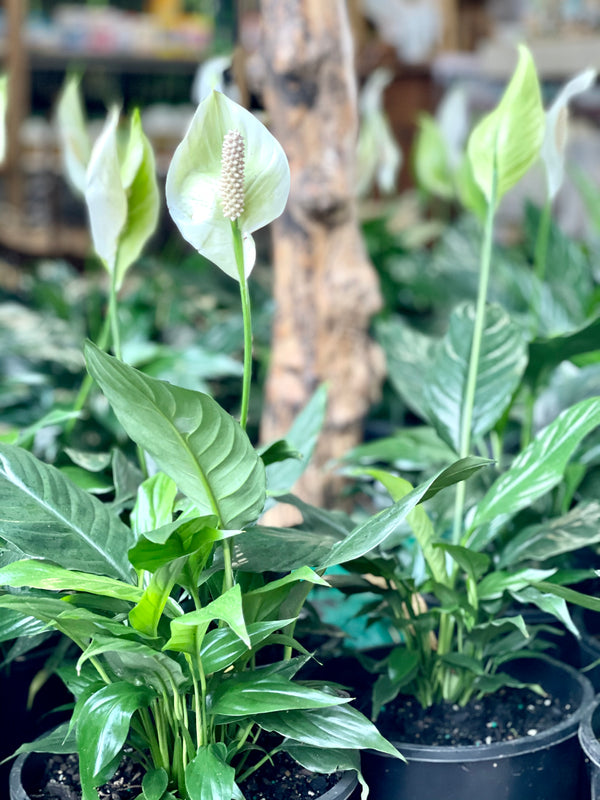 SPATHIPHYLLUM - PEACE LILY - Sydney's Plant Market