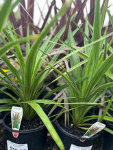 Load image into Gallery viewer, Cordyline Australis Peko
