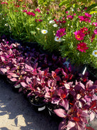Alternanthera Little Ruby™ - Sydney's Plant Market