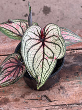 Load image into Gallery viewer, Caladium - Good Luck
